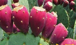 火龙果与仙人掌果有啥关系